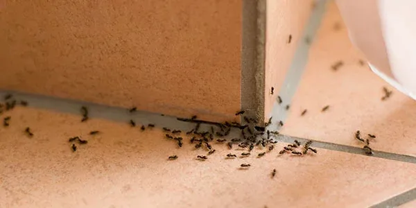 ants are no match for Bob Klepac Exterminating
