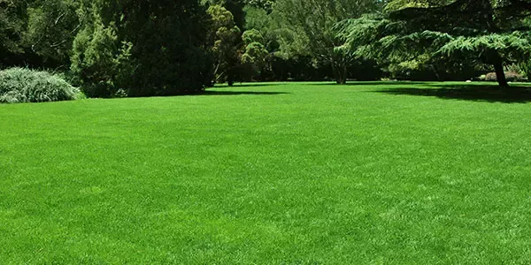 A manicured, green lawn by the experts at Bob Klepac Exterminating
