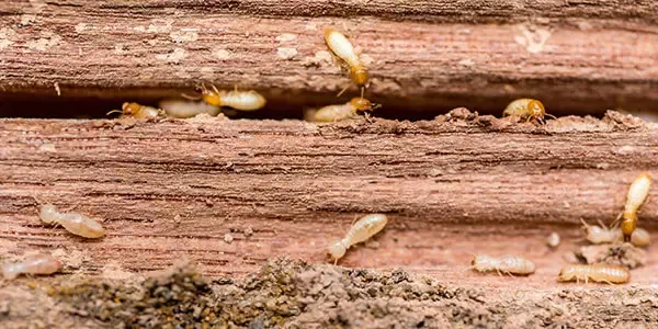 termites eating rotting wood that can be stopped by Bob Klepac Exterminating